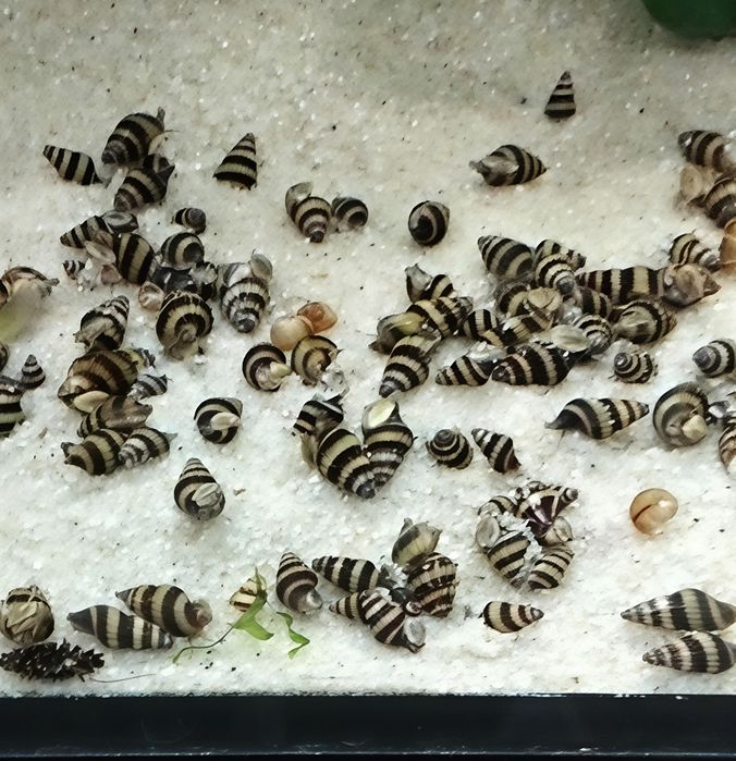 Caracol de água doce Helena