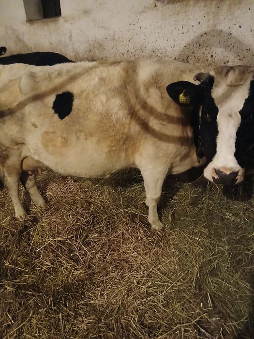 Sprzedam dwie krowy mleczne