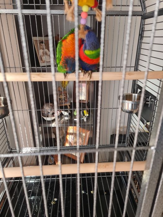 Casal de loris e gaiola grande de paoagaio nova 2 meses