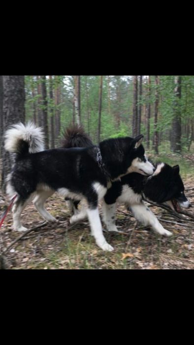 Сибирский хаски вязка