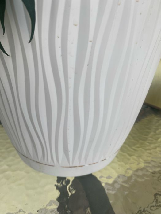 Фікус бінендейка, вазонок з горщиком 80 см