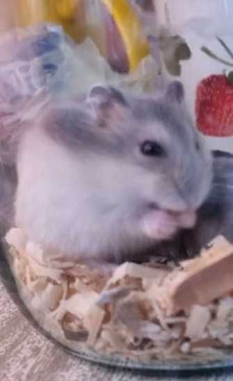 Джунгарські хом'ячки,маленькі, грайливі та ручні