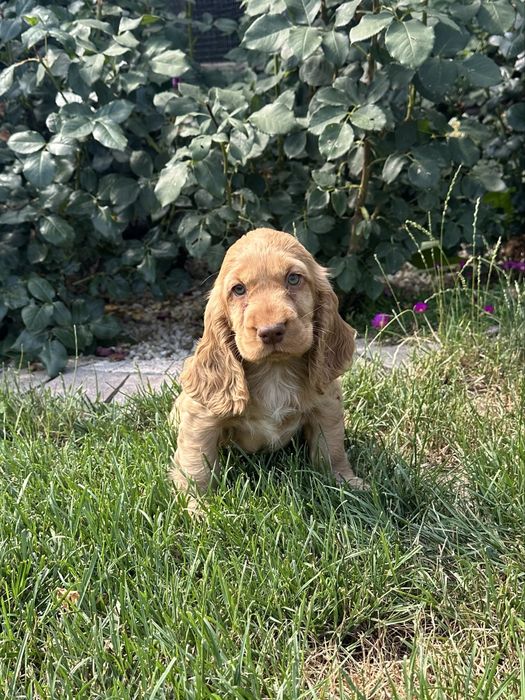 Szczeniak Cocker Spaniel Angielski - Chłopiec