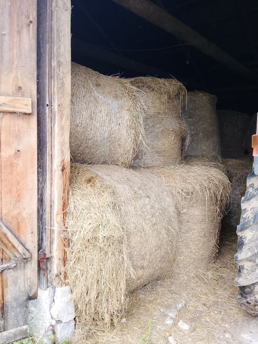 Siano w belach 120