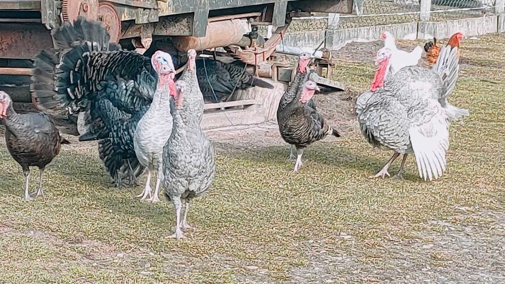 Indyki małe, indyczki pisklęta