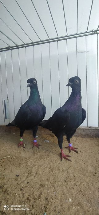 Wiedeński Wiedeńskie Para