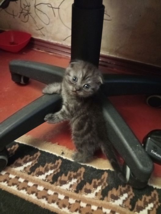 шотландские чистокровные котята