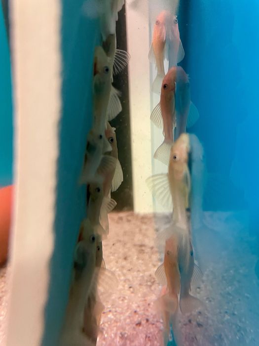 Ancistrus - L144 - Golden Blue eyes - Standard Fin