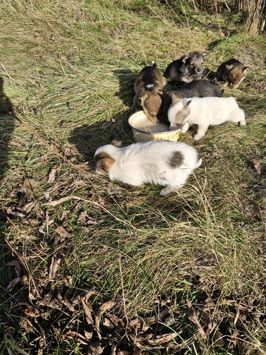 Віддам в добрі руки цуценят