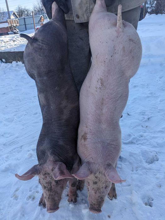Поросята породи петрен,  дюрок, венгерька окорочна, кантор.