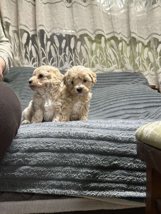 Хлопчики мальтіпу