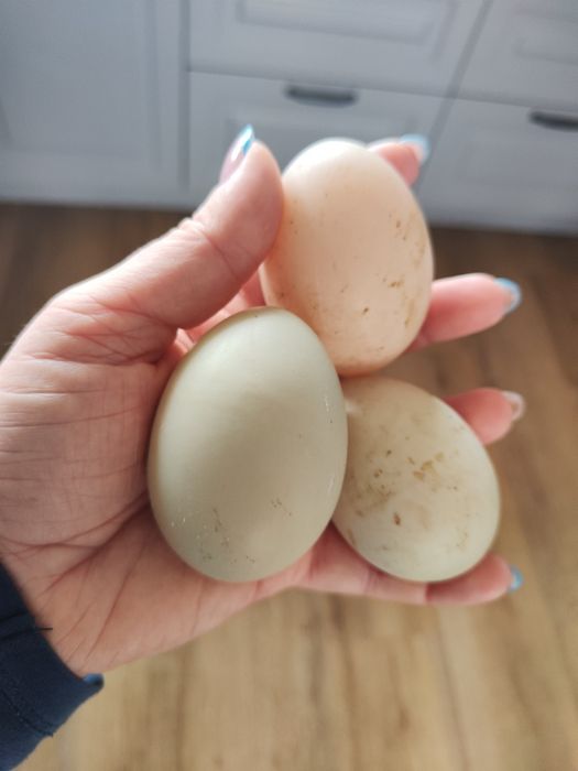 Jaka kaczki Biegus konsumpcyjne