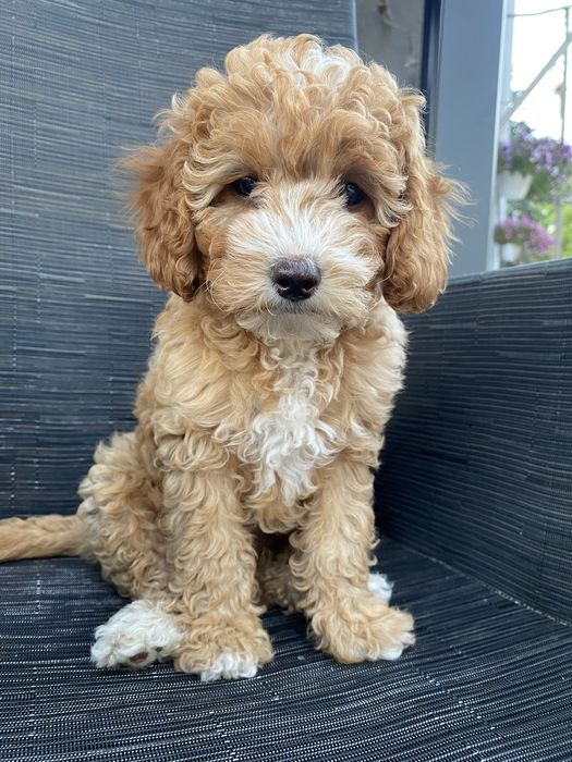 *Zarezerwowana* Milka Cavapoo F1B Pudel Miniaturowy & Cavapoo