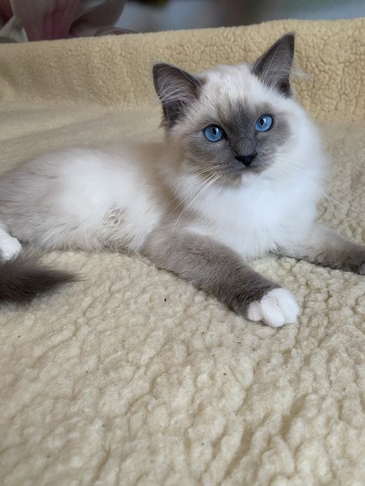 Клубні кошенята Регдол/Ragdoll /Рэгдолл