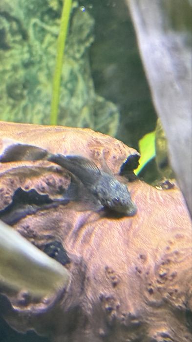 Ancistrus Greean dragon long fin. Zbrojnik Glonojad