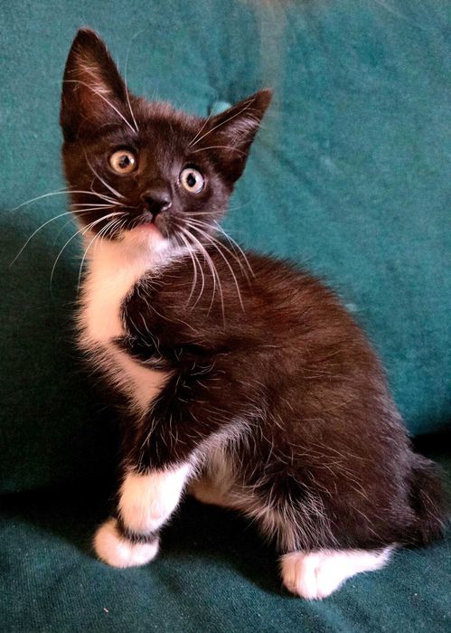 Kotki do adopcji