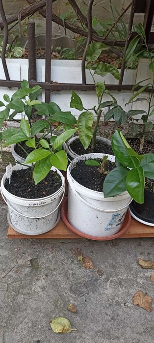 Комнатные лимоны