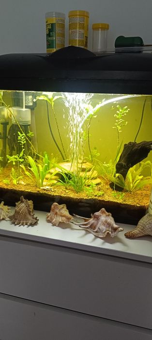 akwarium z poliwęglanu 50l