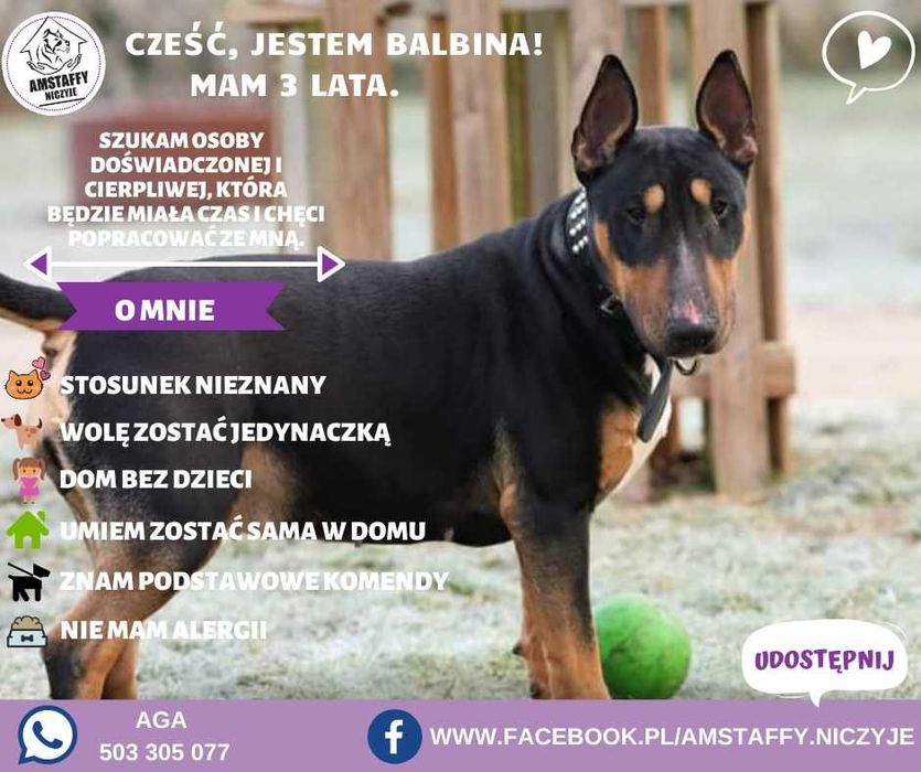 Adopcja  bulinka Balbinka  Amstaffy Niczyje
