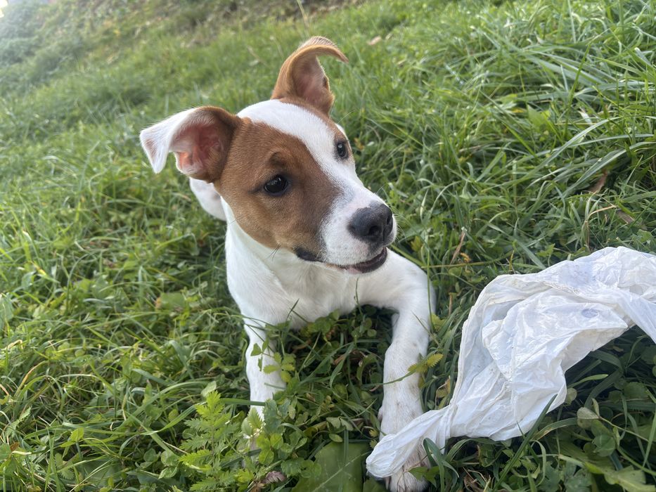 Oddam suczke szczeniaka w dobre rece