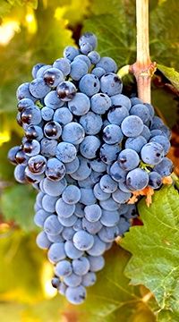 Uvas  para vinho