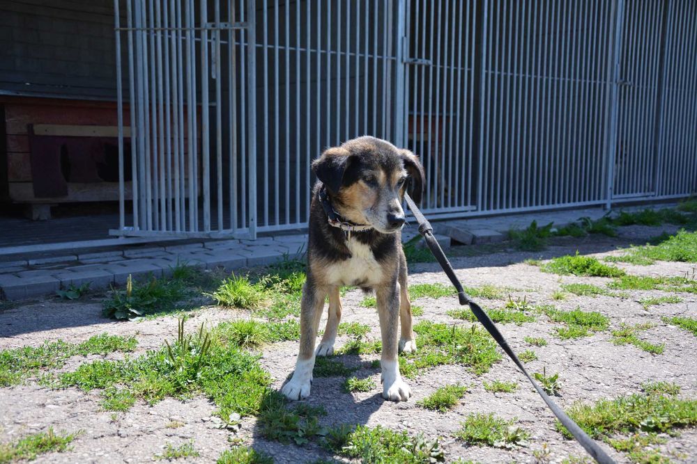 Dziubdziuś - starszy pan szuka kochającego domu