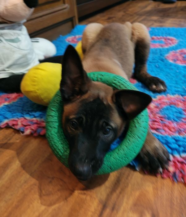 Owczarek belgijski Malinois