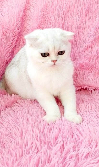 Висловухий котик срібна шиншила