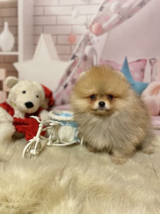 Малыш померанский шпиц! Кукольный мальчик!