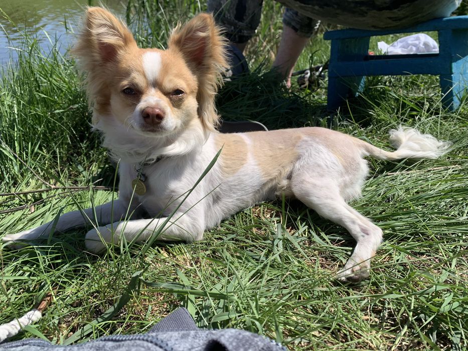 Случка кабель чихуа-хуа