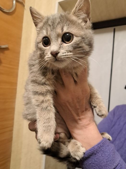Віддам котеня дівчинку