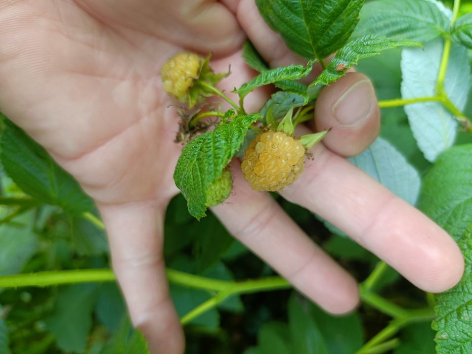 Malina żółta letnia