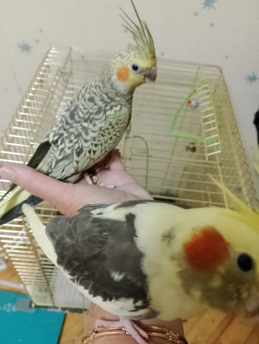 Продам две красивых очень клетки для корелл