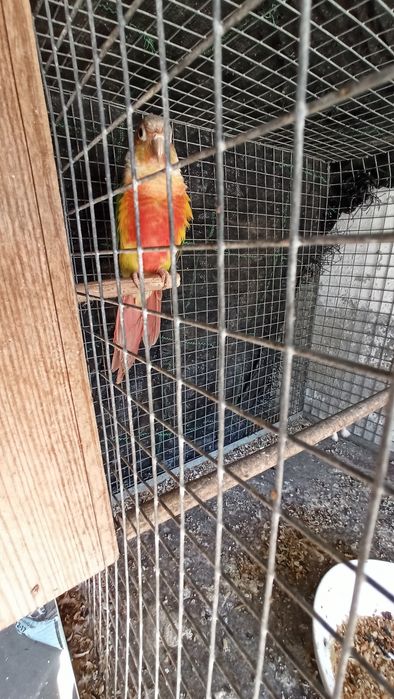 Vendo Caturras Amarelas/ Pyrrura macho