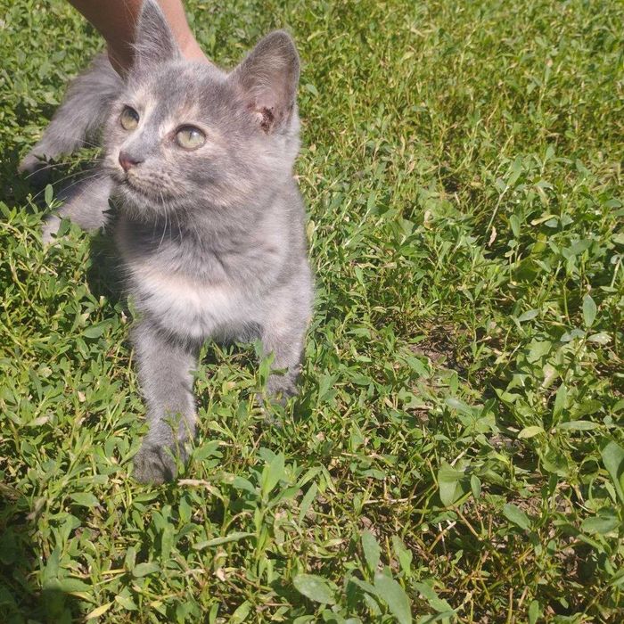 Кошенята шукають дом