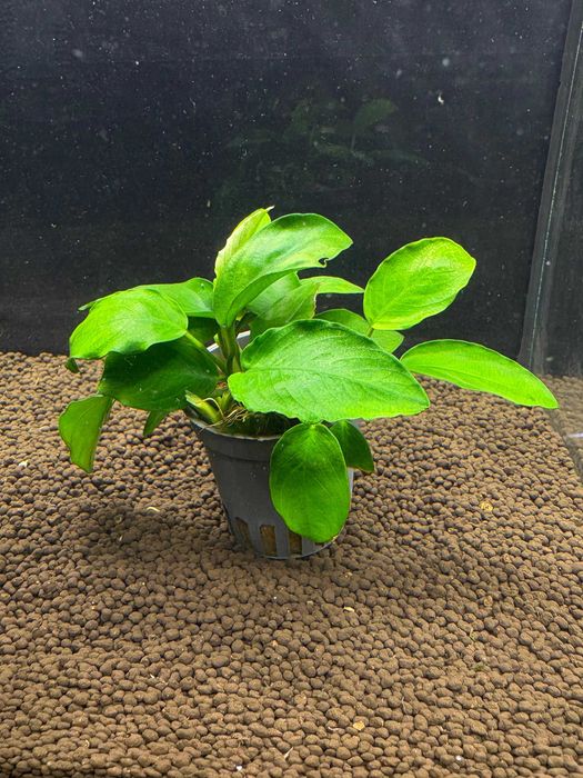 Anubias Bartera M.G Quarium