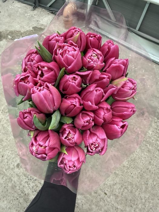 Продажа тюльпана ОПТ/РОЗНИЦА 40 грн