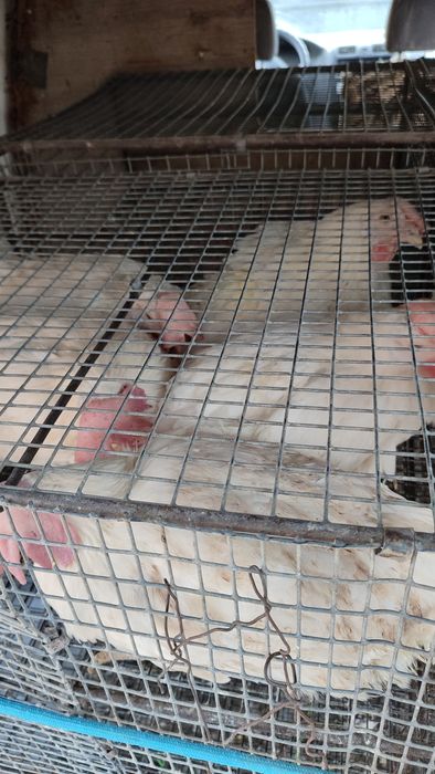 Продам курей несушек