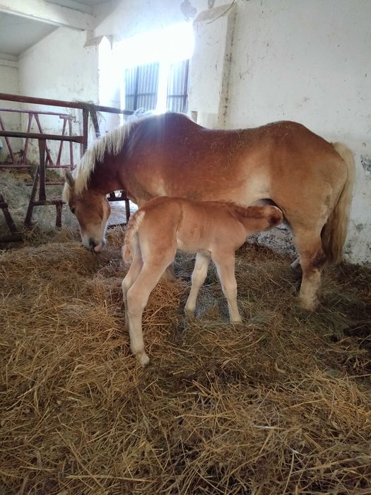 Klacze zimnokrwiste pełne pochodzenie