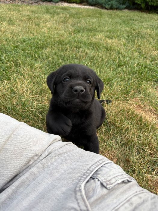 Szczeniak Labrador Retriever suczka gotowa do odbioru