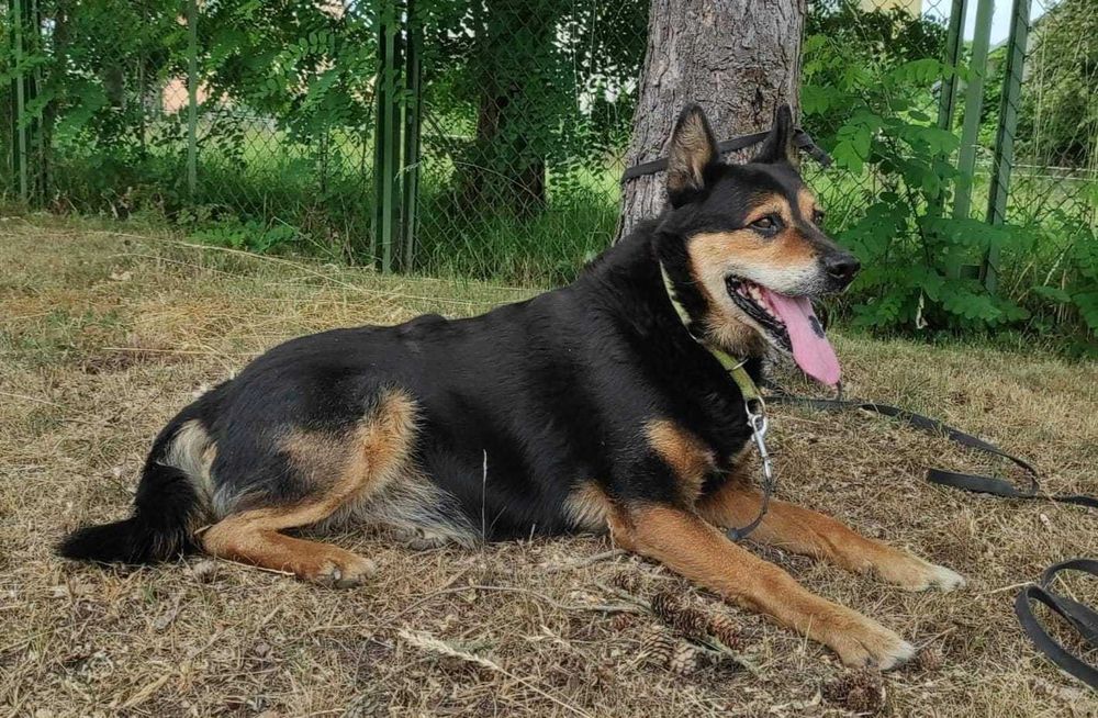 BONO przecudny psiak DO ADOPCJI