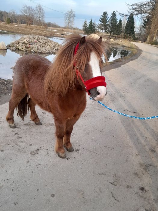 Sprzedam kucyka klacz