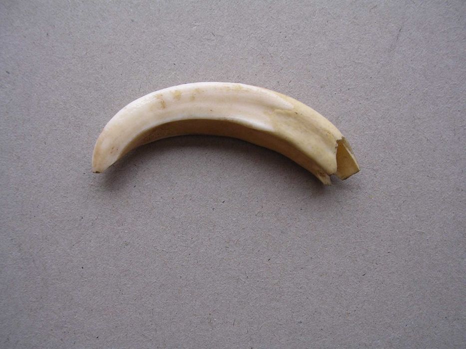 Stary kieł szabla dzika