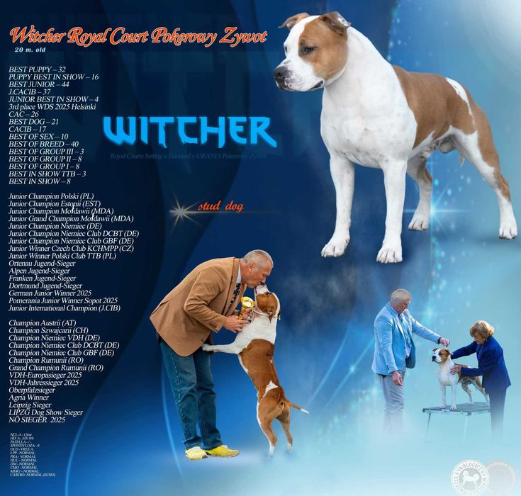 American Staffordshire Terrier piesek, New York