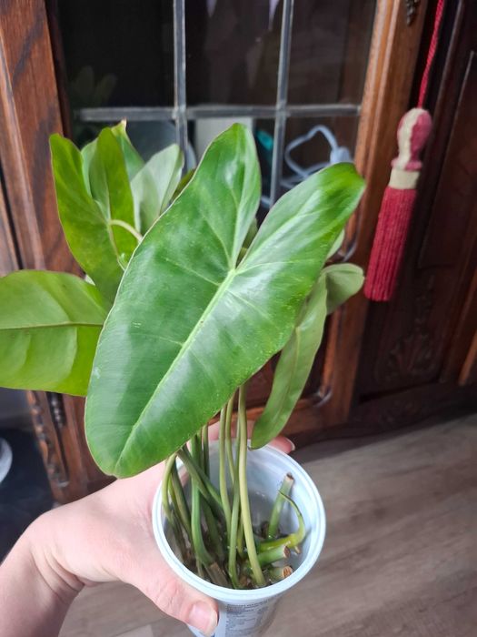 Philodendron pink lady philodendron paraiso verde