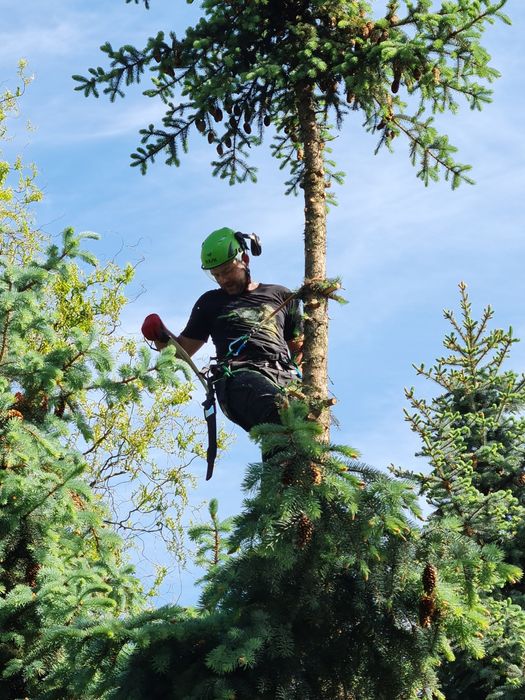 Arborysta, alpinistyczna wycinka i pielęgnacja drzew, zrębkowanie