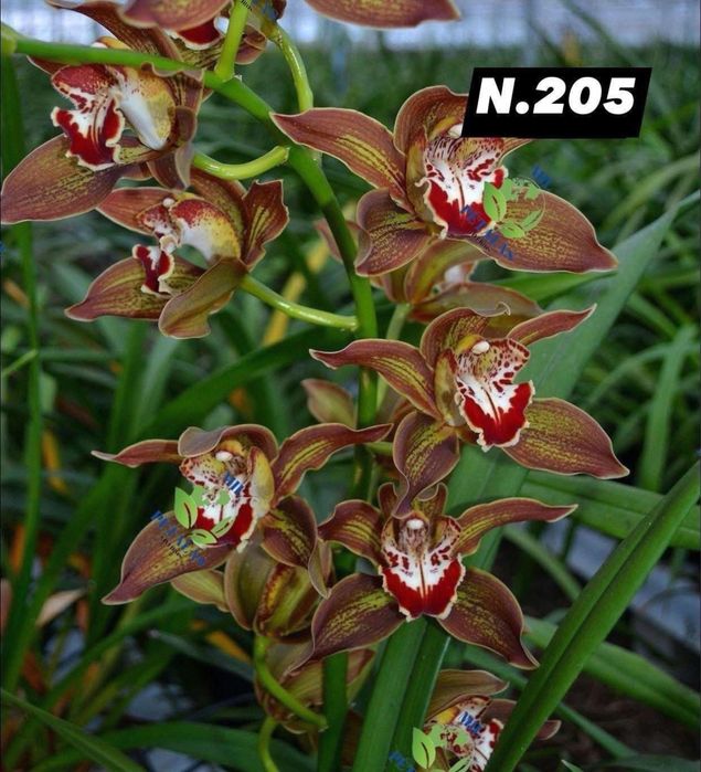 Orquídeas de Coleção a 9,50€ com 3/4 bolbos prontas a florir