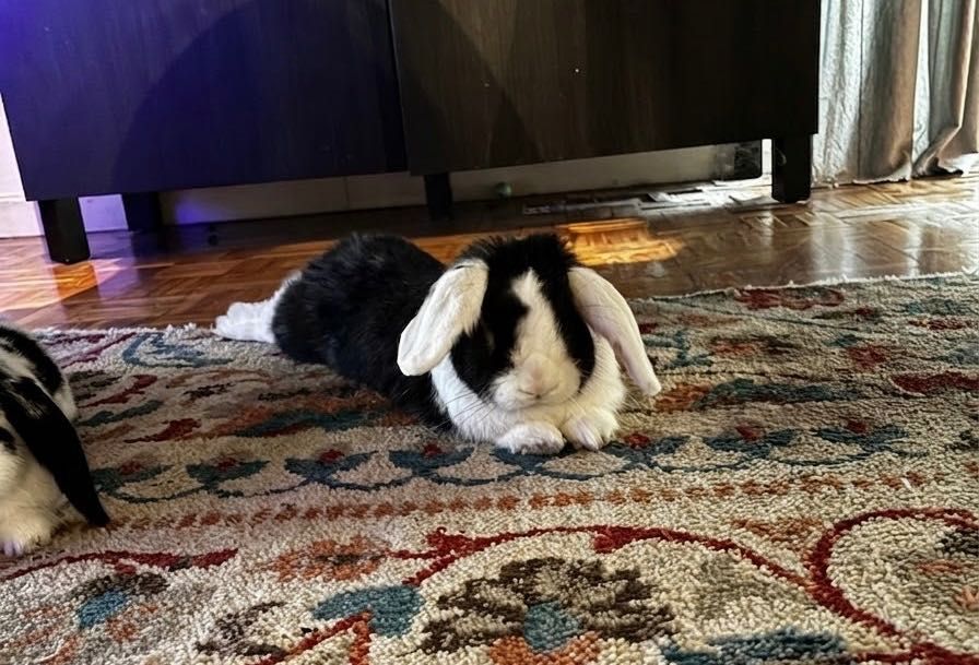 Procuro uma nova família para os meus 2 coelhinhos
