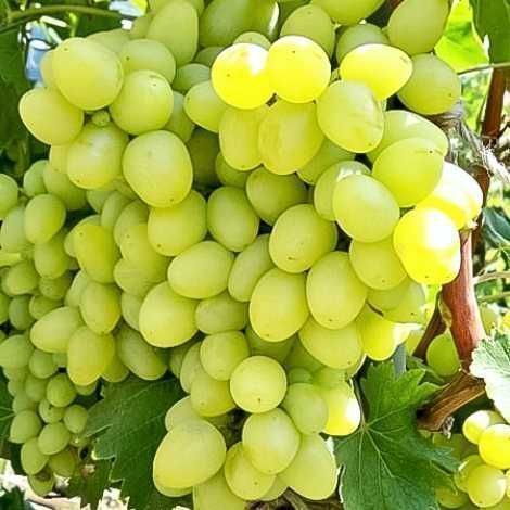 Продам саджанці винограду різних сортів