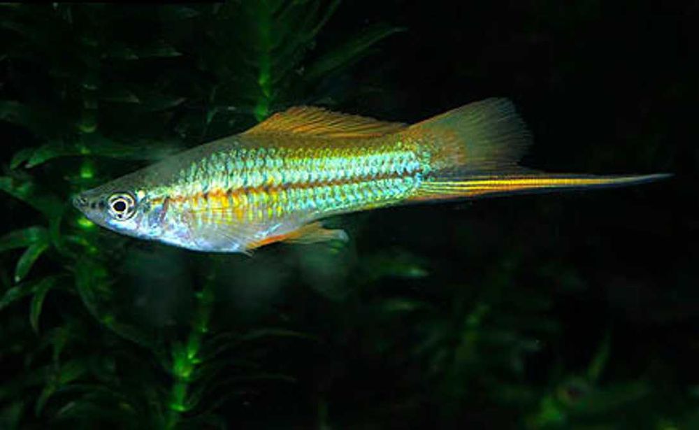 Mieczyk Hellera odmiana ZIELONA - Xiphophorus helleri - dowozimy